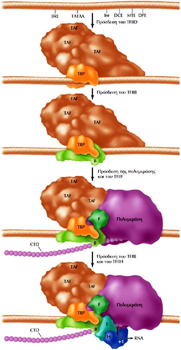 Γενικοί μεταγραφικοί παράγοντες και έναρξη της μεταγραφής από την RNA πολυμεράση II ΕΙΚΟΝΑ 7.11: Ο σχηματισμός in vitro του προεναρκτήριου συμπλόκου της RNA πολυμεράσης ΙΙ.