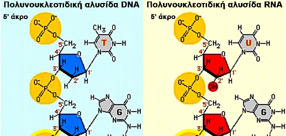 DNA και RNA: Τα νουκλεοσίδια (σάκχαρο+βάση) σχηματίζονται από την ένωση μιας αζωτούχου βάσης (A, T, C.