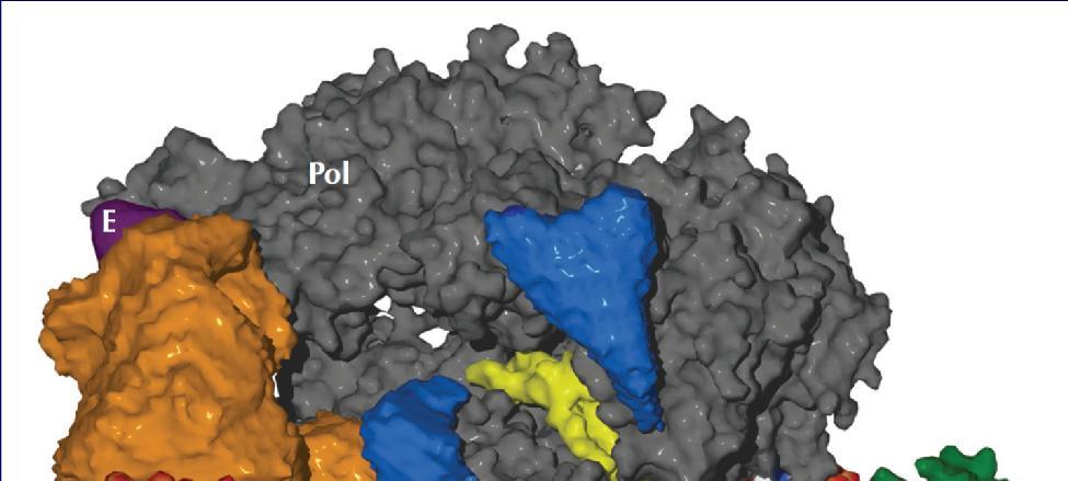 ΕΙΚΟΝΑ 7.12: Μοντέλο του προεναρκτήριου συμπλόκου της RNA πολυμεράσης ΙΙ.