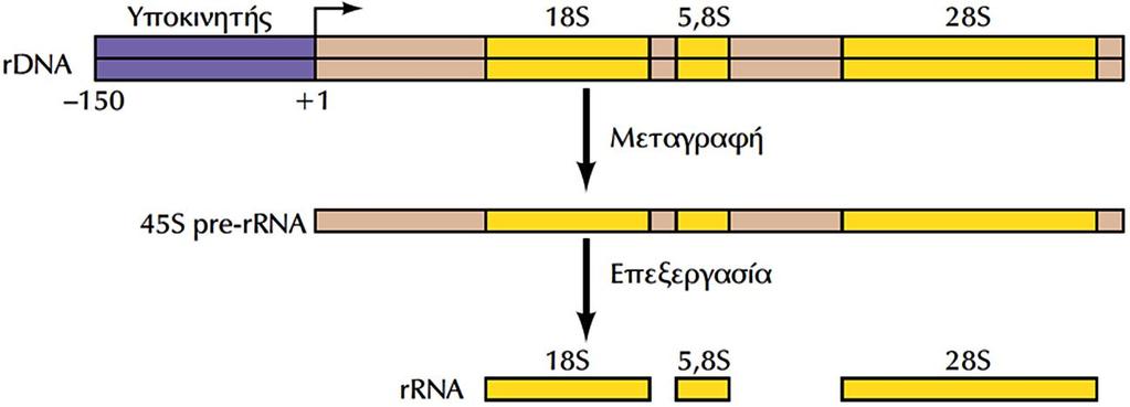 Μεταγραφή από τις RNA πολυμεράσες I και III Η RNA πολυμεράση I είναι υπεύθυνη αποκλειστικά για τη μεταγραφή των 28S, 18S και 5,8S γονιδίων του ριβοσωμικού RNA (rrna), που οργανώνονται σε διαδοχικές