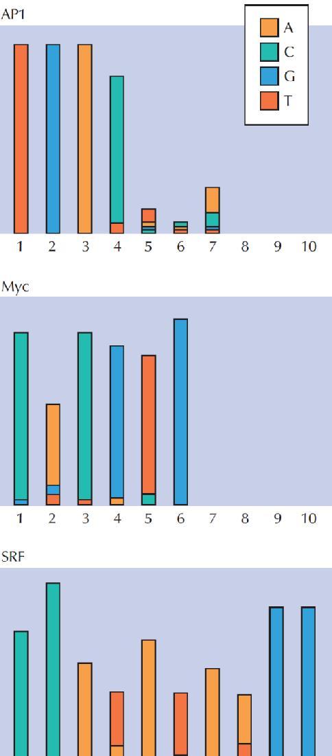 Οι περιοχές πρόσδεσης των περισσότερων TFs αποτελούνται από βραχείες αλληλουχίες DNA μέσου μήκους 6-10 bp, που στις περισσότερες περιπτώσεις είναι εκφυλισμένες.