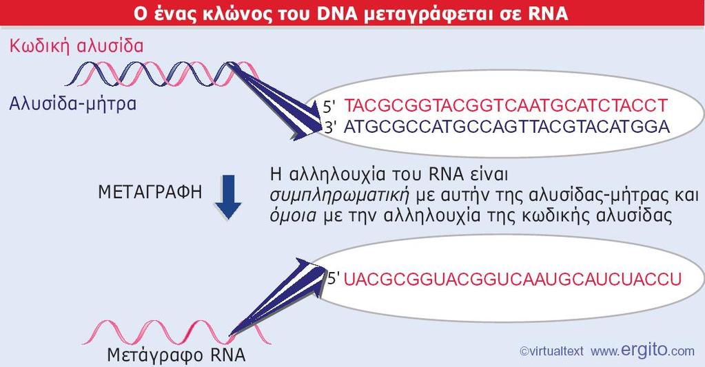Η λειτουργία της RNA πολυμεράσης είναι να μεταγράφει μια αλυσίδα δίκλωνου DNA σε RNA.