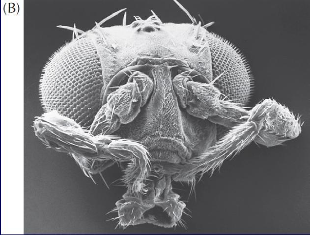 Ορισμένες από τις πρώτες μεταλλάξεις που εντοπίστηκαν στην Drosophila και ονομάστηκαν ομοιωτικές μεταλλάξεις είχαν ως αποτέλεσμα την ανάπτυξη μυγών στις οποίες ένα τμήμα του σώματος τους είχε