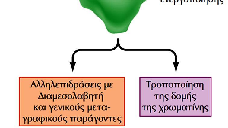 Οι επικράτειες ενεργοποίησης των ευκαρυωτικών TFs ενεργοποιούν τη μεταγραφή μέσω δύο διακριτών μηχανισμών: (α) Αλληλεπιδρούν με πρωτεΐνες του διαμεσολαβητή και με γενικούς TFs, όπως TFIIB και TFIID,