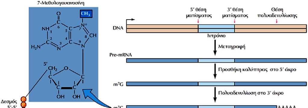 Ένζυμα προσθήκης της καλύπτρας 7-μεθυλογουανοσίνης (m7g) RNA τριφωσφατάση (RNA triphosphatase) RNA γουανυλομεταφοράση (RNA guanylyltransferase) Γουανυλο-7-μεθυλομεταφοράση (RNA guanine