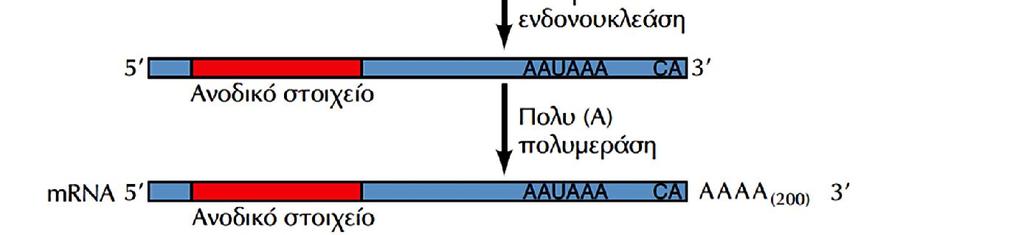 Τα σήματα πολυαδενυλίωσης στα θηλαστικά αποτελούνται από το εξανουκλεοτίδιο AAUAAA, και μια πλούσια σε G και U αλληλουχία που βρίσκεται καθοδικά από αυτό.