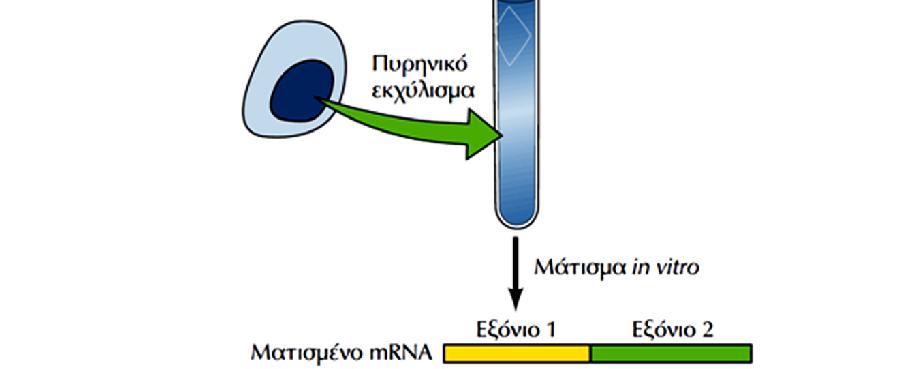 ΜΑΤΙΣΜΑ P ΕΙΚΟΝΑ 7.47: In vitro μάτισμα. Ένα γονίδιο που περιέχει ένα ιντρόνιο κλωνοποιείται καθοδικά κάποιου υποκινητή (P) ο οποίος αναγνωρίζεται από την RNA πολυμεράση ενός βακτηριοφάγου.