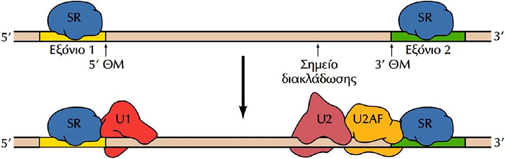 Πως στρατολογούνται τα U1 snrna και U2 snrna στην 5 θέση ματίσματος και στο σημείο διακλάδωσης, αντίστοιχα ΕΙΚΟΝΑ 7.52: Ο ρόλος των παραγόντων ματίσματος στη συγκρότηση του σωματίου ματίσματος.