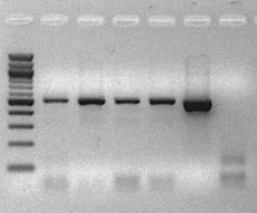 DNA-Barcoding ρίγανης 1kb 1 2 3 4 Φ -Μ ~ 500 bp ~ 475 bp Εικ. 2. DNA barcoding δειγμάτων ρίγανης.