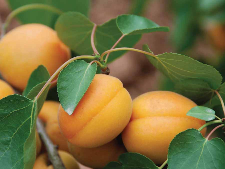 ΒΕΡΙΚΟΚΙΑ (Prunus Armeniaca) Η βερικοκιά, Prunus armeniaca L., ανήκει στην οικογένεια Rosaceae (Ροδοειδή), υποοικογένεια Prunoideae.