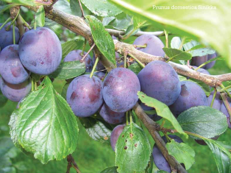 ΔΑΜΑΣΚΗΝΙΑ (Prunus) Το επιστημονικό όνομα της δαμασκηνιάς είναι Prunus (προύνος) και καλλιεργείται ευρέως στην Ευρώπη.