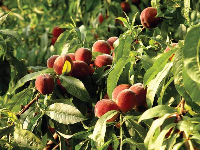 ΡΟΔΑΚΙΝΙΑ (Prunus Persica) Το επιστημονικό όνομα της ροδακινιάς είναι Prunus Persica και κατάγεται από την Κίνα, εκεί όπου ακόμα και σήμερα υπάρχει ως αυτοφυής. Έπειτα διαδόθηκε στην Περσία, στην Μ.