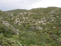 Η μεσευρωπαϊκή δασοπονία μας και η μεσογειακή δασοπονία μας?