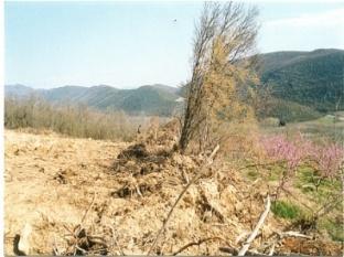 24 THESSALONIKI P.O.B. 1671 GREECE http:// www.forestry.