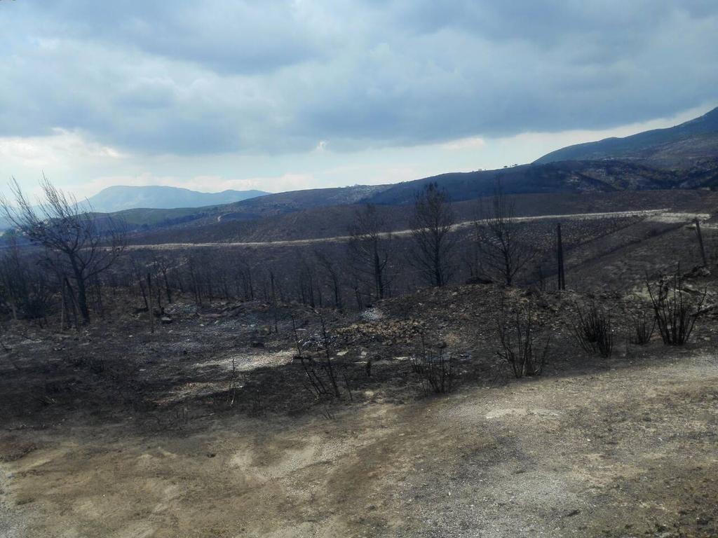 Σε αυτές τις «δασικού χαρακτήρα» εκτάσεις της καμένης περιοχής που φωτογραφίσαμε στην περιοχή ανάμεσα στο «Νταού Πεντέλης και το Νέο Βουτζά», οι οποίες χαρακτηρίζονται από χαμηλή δασική βλάστηση και