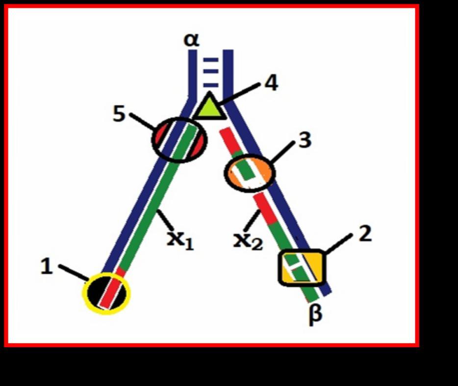 1. πριμόςωμα, 2. DNA δεςμάςθ, 3 και 5. DNA πολυμεράςεσ (επιμθκφνουν τα πρωταρχικά τμιματα RNA), 4.