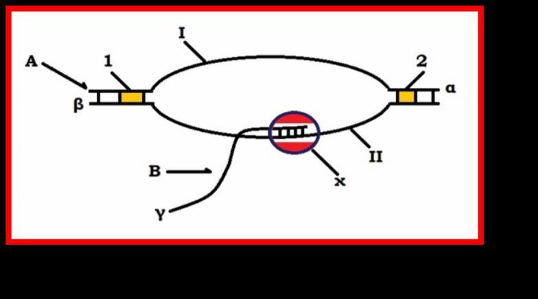 Να ονομάσετε: α. τη διαδικασία β. τα μόρια Α και Β γ. τις αλυσίδες Ι και ΙΙ δ. τα άκρα στις θέσεις α, β και γ. ε. την ουσία χ στ.