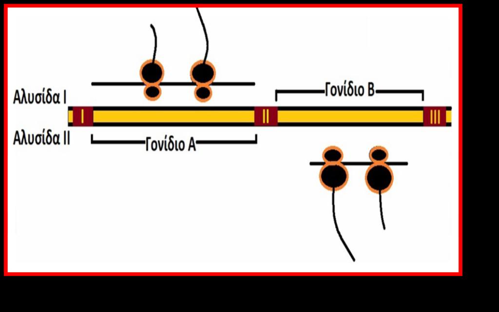 α. Παρατθροφμε ότι το mrna που αποτελεί προϊόν μεταγραφισ του γονιδίου Α ζχει το ίδιο μικοσ με τθ μθ κωδικι αλυςίδα του γονιδίου.