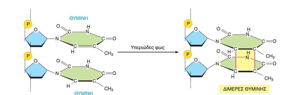 Διμερή θυμιδίνης Η ακτινοβολία του ηλιακού φωτός προάγει την ομοιοπολική σύνδεση γειτονικών βάσεων πυριμιδίνης.