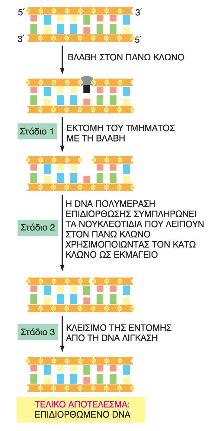 Mηχανισμοί επιδιόρθωσης Στάδια της βασικής οδού επιδιόρθωσης βλαβών στο DNA Αναγνώριση των αταίριαστων βάσεων Διάσπαση του ομοιοπολικού