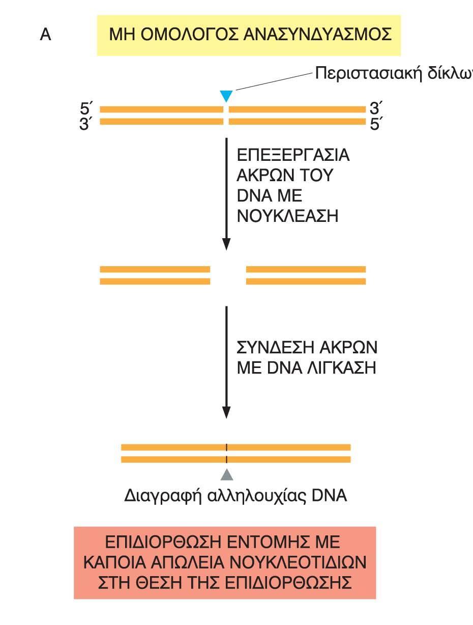 Δίκλωνα θραύσματα στην έλικα του DNA Επιδιόρθωση με μη ομόλογο ανασυνδιασμό Αναγνώριση του θραύσματος από πρωτεΐνες αναγνώρισης διπλών