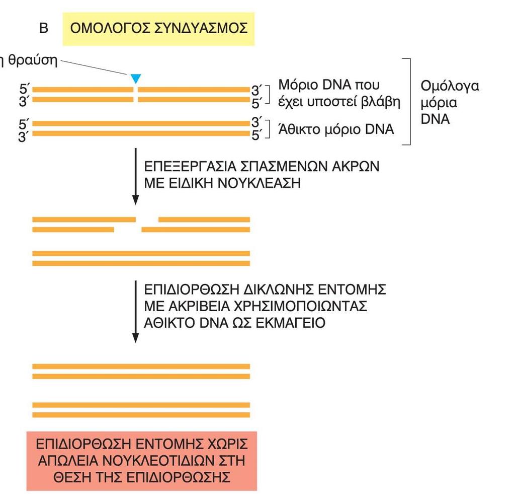 Δίκλωνα θραύσματα στην έλικα του DNA Επιδιόρθωση με ομόλογο ανασυνδιασμό H άθικτη διπλή