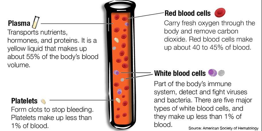 Σύσταση του αίματος Το αίμα αποτελεί περίπου το 7% του βάρους του ανθρώπινου σώματος. Πχ.