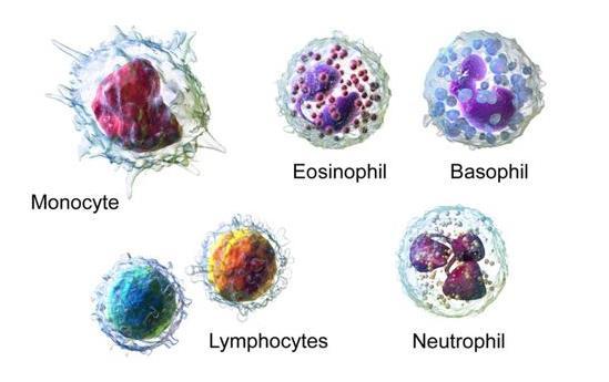 Μονοκύτταρα Τύποι λευκοκυττάρων Υπάρχουν 5 κύριες κατηγορίες λευκοκυττάρων με διακριτό ρόλο: τα πολυμορφοπύρηνα ουδετερόφιλα, ηωσινόφιλα και βασεόφιλα, τα μονοκύτταρα και τα λεμφοκύτταρα.