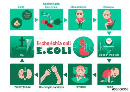 ESCHERICHIA COLI Συμπτώματα Παρόμοια με γρίπης συνοδευόμενα από πυρετό και διάρροια με παρουσία αίματος στα κόπρανα, θρόμβωση του αίματος- κυρίως στα νεφρά ακολουθούμενη από αιμολυτικό ουραιμικό
