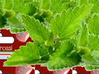 055742 822269 THD -