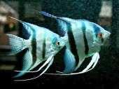 10 110,631 EU Neocaridina