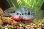 20,061 CZ Cichlasoma