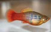 CZ Melanochromis