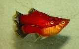 60,751 AS X,maculatus