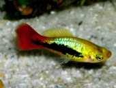 AS Xiphophorus variatus
