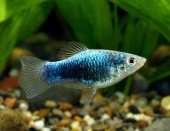 X,maculatus blue tuxedo