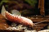 79,071 EU Hopl,thoracatum gold albino