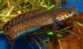 87,850 SA Leporacanthius triactis L 91 6,0-7,0 2 97,340 AS Channa bleheri