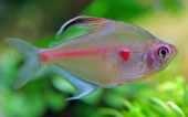 Hyphessobrycon erythrostigma 3,0-3,5 10 AMERICAN CICHLIDS 1,041 CZ