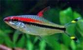 EU Apistogramma borelli color 2,5-3,0 10 2,041 CZ Apistogramma macmasteri