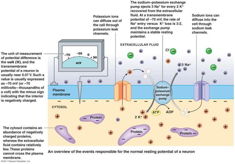 Membrane potential Goldman V m = RT F In PK[K + ] o PK[K + ]