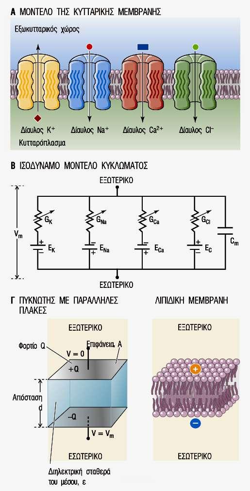 Ηλεκτρικό μοντέλο Νόμος του Ohm: V =