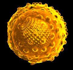 Αναλογία HBV και HCV κίρρωσης Xπήζη δπαζηικών ανηιικών θαπμάκων από δύο