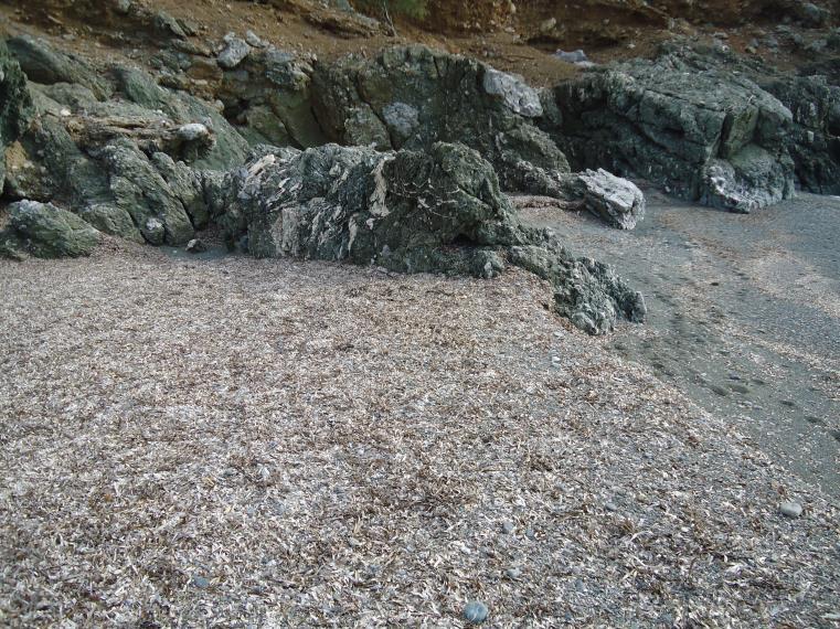 Η διατήρηση των νεκρών φυτών «Posidonia» στις παραλίες ως στοιχείο οικολογικής