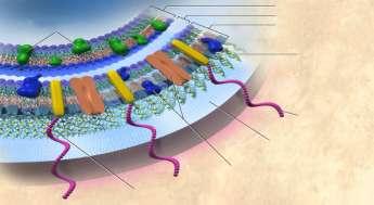 Cytoplasmic membrane