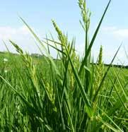 Το ρύζι έχει μεγάλη γεωγραφική εξάπλωση και αναπτύσσεται σε διάφορες κλιματολογικές συνθήκες με αποτέλεσμα την καλλιέργεια του σε