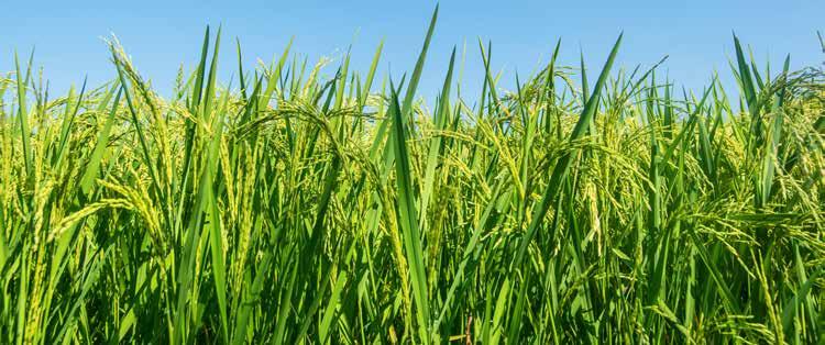 Penoxsulam: 1.333 % β/ο Cyhalofop-butyl: 10.0% β/ο Το Viper MAX OD είναι εκλεκτικό μεταφυτρωτικό καλλιέργεια του ρυζιού που δρα ενάντια σε μια σειρά επιβλαβών ζιζανίων.