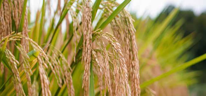 ΕΛΑΝΚΟ ΕΛΛΑΣ & ΖΙΖΑΝΙΟΚΤΟΝΙΑ ΡΥΖΙΟΥ Ολοκληρωμένη πρόταση ζιζανιοκτονίας στο ρύζι.