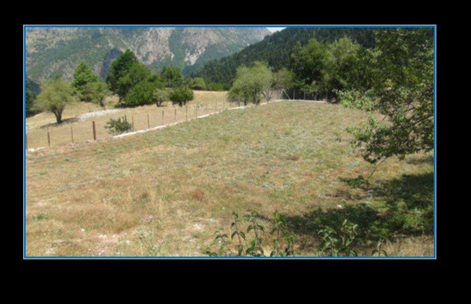 Υφιστάμενες καλλιέργειες ρίγανης και τσαγιού του βουνού Αγρός 1 (Πύλη, Τρίκαλα) Ρίγανη