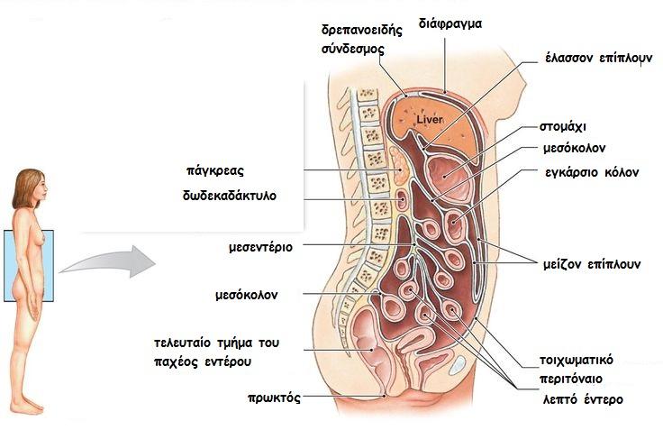 Ως εκ τούτου ο Barral θεμελίωσε τη θεωρία του παραλληλίζοντας τις τοιχωματικές αρθρώσεις του κινητικού συστήματος με τις αρθρώσεις μεταξύ των οργάνων.